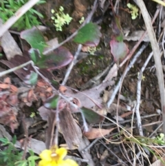 Goodenia hederacea at Downer, ACT - 29 Aug 2021 11:00 AM