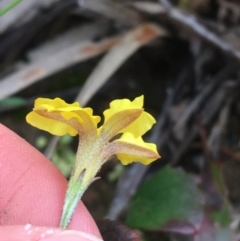 Goodenia hederacea at Downer, ACT - 29 Aug 2021 11:00 AM