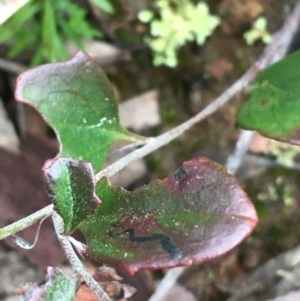 Goodenia hederacea at Downer, ACT - 29 Aug 2021 11:00 AM