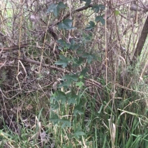 Passiflora cinnabarina at Acton, ACT - 29 Aug 2021