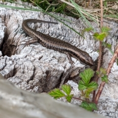 Eulamprus tympanum at Mount Buller, VIC - 15 Nov 2019 by Darcy