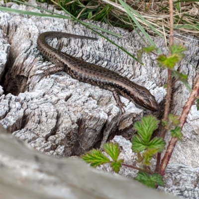 Eulamprus tympanum at Mount Buller, VIC - 15 Nov 2019 by Darcy