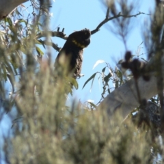 Calyptorhynchus lathami lathami (Glossy Black-Cockatoo) at Boro, NSW - 15 Aug 2016 by Paul4K