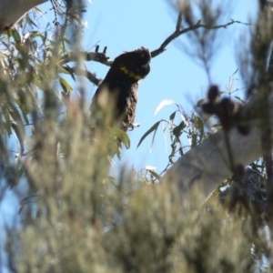 Calyptorhynchus lathami lathami at Boro, NSW - suppressed