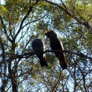 Calyptorhynchus lathami lathami at Boro, NSW - suppressed