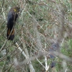 Calyptorhynchus lathami at Boro, NSW - 15 Aug 2016