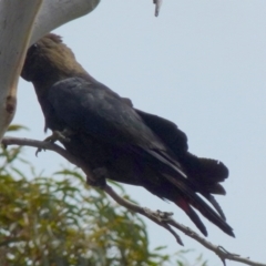 Calyptorhynchus lathami at Boro, NSW - 15 Aug 2016