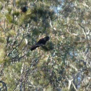 Calyptorhynchus lathami lathami at Boro, NSW - suppressed