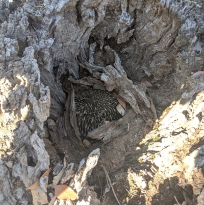 Tachyglossus aculeatus (Short-beaked Echidna) at Heathcote, VIC - 21 Nov 2019 by Darcy