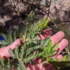 Acacia decurrens (Green Wattle) at Heathcote, VIC - 18 Nov 2019 by Darcy