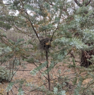 Acacia baileyana (Cootamundra Wattle, Golden Mimosa) at Mount Camel, VIC - 25 Nov 2019 by Darcy