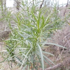 Solanum linearifolium (Kangaroo Apple) at Tuggeranong Hill - 21 Aug 2021 by jamesjonklaas