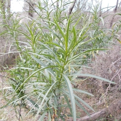 Solanum linearifolium (Kangaroo Apple) at Tuggeranong Hill - 21 Aug 2021 by jamesjonklaas