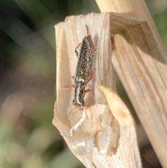 Lemidia subaenea (Clerid beetle) at Murrumbateman, NSW - 29 Aug 2021 by SimoneC