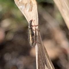 Lemidia subaenea at Murrumbateman, NSW - 29 Aug 2021