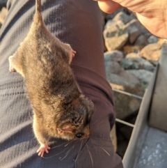 Burramys parvus (Mountain Pygmy Possum) at Mount Buller, VIC - 17 Dec 2019 by Darcy