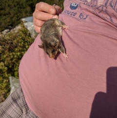 Burramys parvus (Mountain Pygmy Possum) at Mount Buller, VIC - 17 Dec 2019 by Darcy