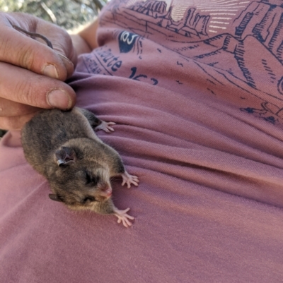 Burramys parvus (Mountain Pygmy Possum) at Mount Buller, VIC - 18 Dec 2019 by Darcy