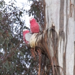 Eolophus roseicapilla (Galah) at Mount Majura - 28 Aug 2021 by Sarah2019