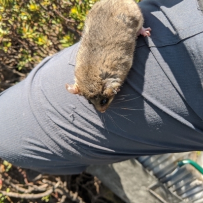 Burramys parvus (Mountain Pygmy Possum) at Mount Buller, VIC - 18 Dec 2019 by Darcy