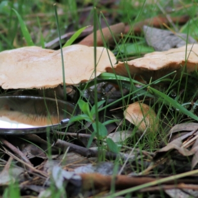 Unidentified Cap on a stem; gills below cap [mushrooms or mushroom-like] at Wodonga, VIC - 29 Aug 2021 by KylieWaldon