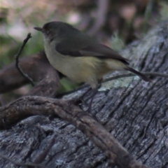 Acanthiza reguloides at Gundaroo, NSW - 19 Aug 2021