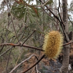 Banksia marginata (Silver Banksia) at Bungil, VIC - 26 Jul 2018 by Darcy