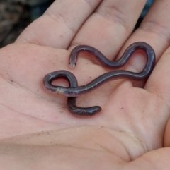 Anilios nigrescens (Blackish Blind Snake) at Bungil, VIC - 26 Aug 2018 by Darcy