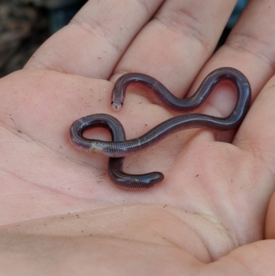 Anilios nigrescens (Blackish Blind Snake) at Bungil, VIC - 26 Aug 2018 by Darcy