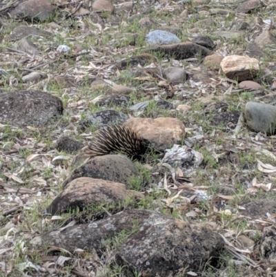 Tachyglossus aculeatus (Short-beaked Echidna) at Yarragal, NSW - 13 Nov 2018 by Darcy