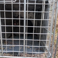 Trichosurus vulpecula (Common Brushtail Possum) at Koetong, VIC - 26 Aug 2018 by Darcy