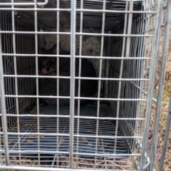 Trichosurus vulpecula (Common Brushtail Possum) at Koetong, VIC - 25 Aug 2018 by Darcy