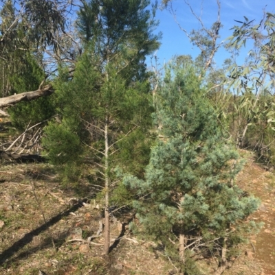 Callitris glaucophylla (White Cypress Pine) at Yenda, NSW - 5 Sep 2015 by Darcy