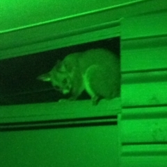 Trichosurus vulpecula (Common Brushtail Possum) at Rutherglen, VIC - 28 Dec 2012 by Darcy