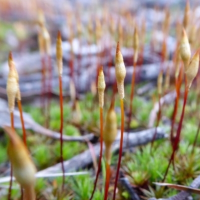 Polytrichaceae sp. (family) (A moss) at Yass River, NSW - 28 Aug 2021 by SenexRugosus