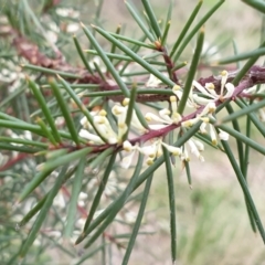 Hakea decurrens (Bushy Needlewood) at Cook, ACT - 28 Aug 2021 by drakes