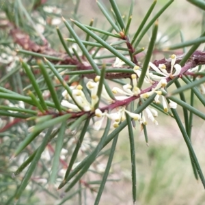 Hakea decurrens at Cook, ACT - 28 Aug 2021 04:32 PM