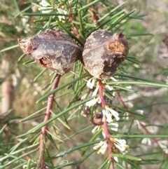 Hakea decurrens at Cook, ACT - 28 Aug 2021