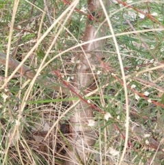 Hakea decurrens at Cook, ACT - 28 Aug 2021 04:32 PM