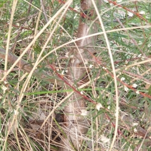 Hakea decurrens at Cook, ACT - 28 Aug 2021 04:32 PM