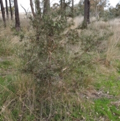 Hakea decurrens at Cook, ACT - 28 Aug 2021 04:32 PM