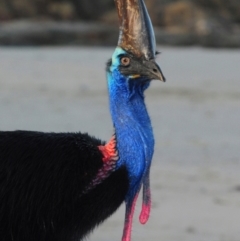 Casuarius casuarius (Southern Cassowary) at Etty Bay, QLD - 25 Apr 2017 by Harrisi