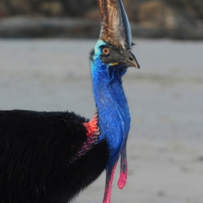 Casuarius casuarius (Southern Cassowary) at Etty Bay, QLD - 25 Apr 2017 by Harrisi