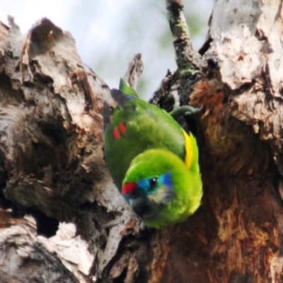 Cyclopsitta diophthalma (Double-eyed Fig-Parrot) at Smithfield, QLD - 26 Apr 2017 by Harrisi