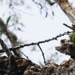 Cyclopsitta diophthalma at Smithfield, QLD - suppressed