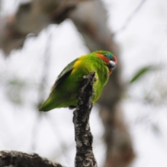 Cyclopsitta diophthalma at Smithfield, QLD - suppressed
