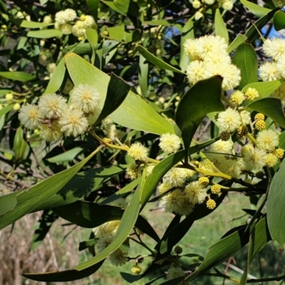 Acacia melanoxylon (Blackwood) at Cook, ACT - 26 Aug 2021 by drakes