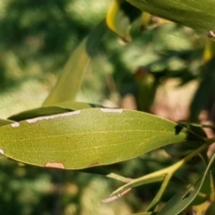 Acacia melanoxylon at Cook, ACT - 26 Aug 2021