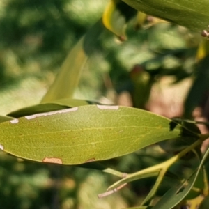 Acacia melanoxylon at Cook, ACT - 26 Aug 2021