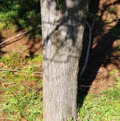 Acacia melanoxylon at Cook, ACT - 26 Aug 2021